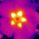 Floral heat pattern from a rock rose. (Image: University of Bristol)